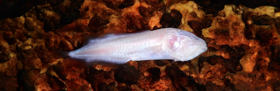 areas-naturales-protegidas