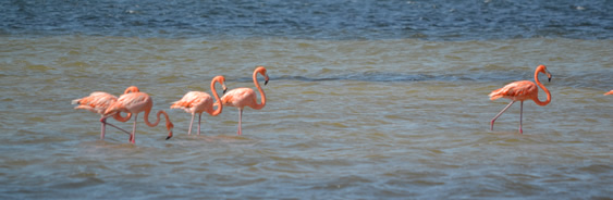 areas-naturales-protegidas